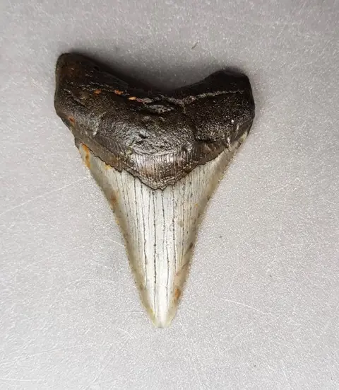 Chubutensis - Tand - Ancestor megalodon - 76×52×14 mm