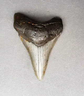 Chubutensis - Tand - Ancestor megalodon - 76×52×14 mm
