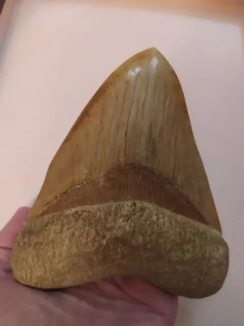 Megalodon - Tand - Carcharocles megalodon NATURAL 15 cm