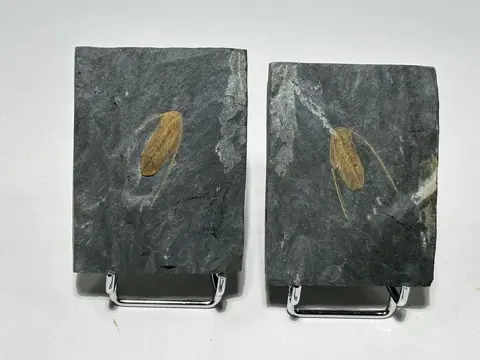 Trilobiet - Dionide mareki - 8×6×2 cm