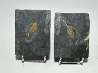 Trilobiet - Dionide mareki - 8×6×2 cm