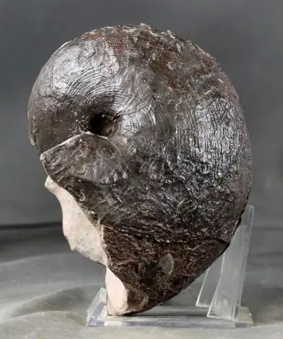 Zeldzame Nautiloïd met volle schelp - Mooie donkere kleur -