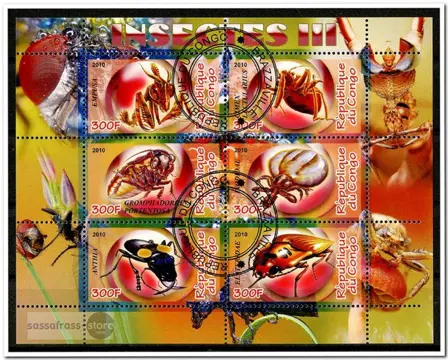 CINDERELLA: Insecten / Insects III - Congo - 2010