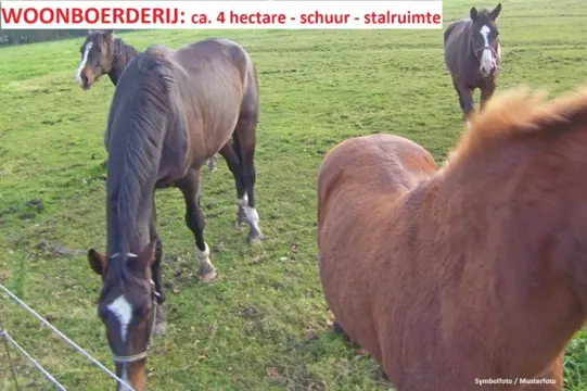 Paardenliefhebbers! Woonboerderij ca. 4 ha, schuur, stallen