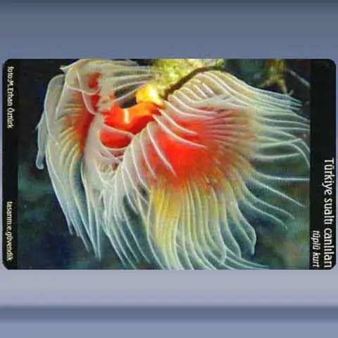 Tüplü Kurt (kırmizi) (2005)