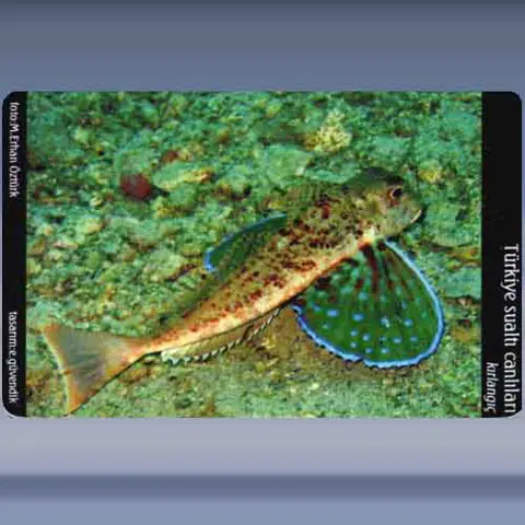 Kirlangic / Streaked Gurnard (2005)