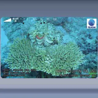 Tridacna Squamosa (1993)