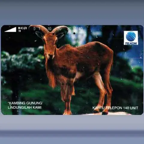 Kambing Gunung - Mouflon (1993)