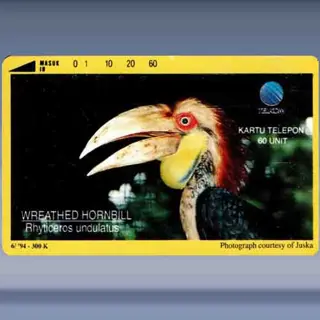 Rhyticeros Undulatus (1994)