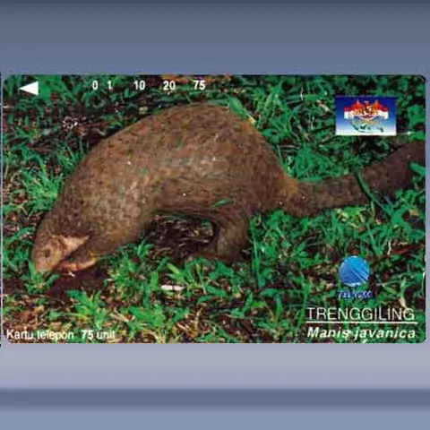 Manis javanica (1996)