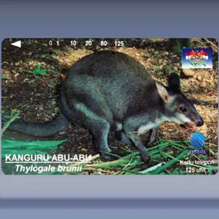 Thylogale brunii (1996)