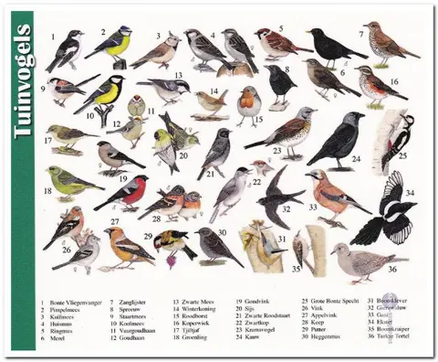 Ansichtkaart: Tuinvogels