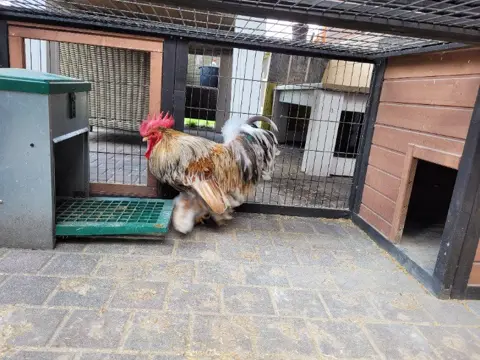 Haan goudblauw gezoomd