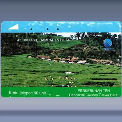 Tea Plantation (1994)