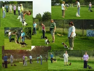 Puppy cursus in Amersfoort