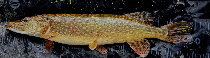 2 stuks OV Snoekstreamers voor Spinhengel/Baitcaster