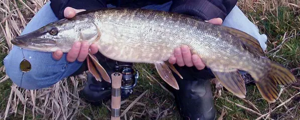 Set G 3 & G 4 van elk 2 stuks Baars / Snoekspinners met streamer