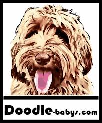 Australian labradoodle prijs