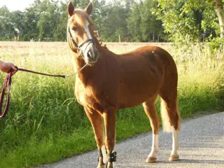 Zeer Mooie Luxe 8 Jarige C Pony (For Sale)