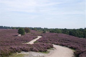 De Veluwe - mooie bestemming voor een fietsarrangement
