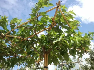 Morus platanifolia 'Fruitless' Dakboom (Moerbei)