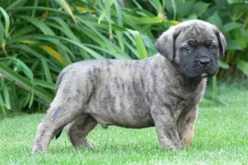 Presa Canario de beste hond die er is!
