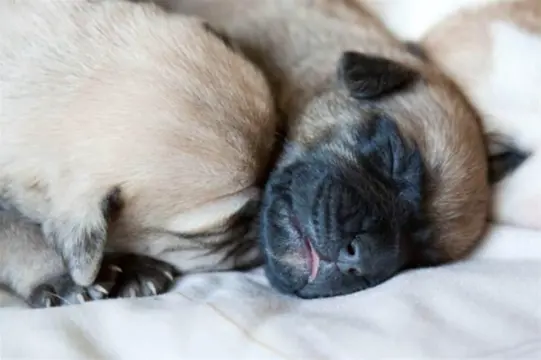 LEUKE CANECORSO/BOERBOELPUPS AANGEBODEN