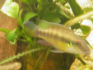 Pelviachromis humilis (Dinkaya?)