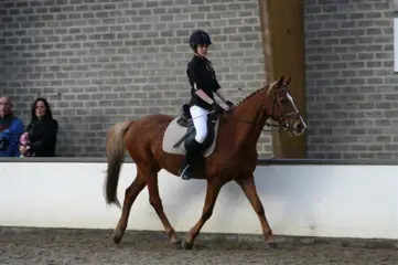 Verzorgpony/paard gezocht