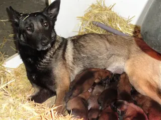 Mechelse herderpups