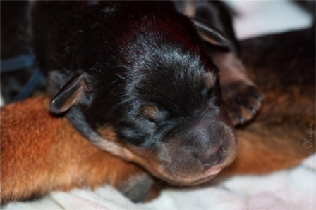 Beauceron pups met stamboom sint hubertus