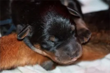 Beauceron pups met stamboom sint hubertus