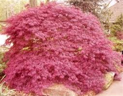 Acer palmatum dissectum Garnet te koop.