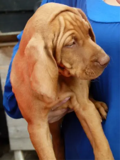 Hongaarse vizsla pups