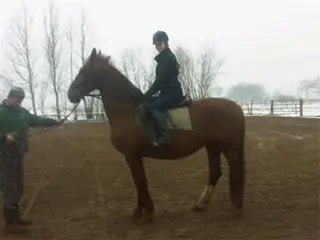 Gezocht; verzorgpony