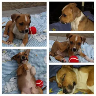 Superlieve amerikaanse stafford zoekt baasje!!!