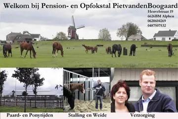 Piet van den Boogaard Opfokstal voor veulens en jonge paarde