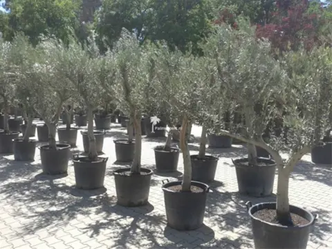 Olijfbomen met 30/40 cm stamomtrek te koop!!!!!! (Olijfboom)
