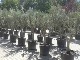 Olijfbomen met 30/40 cm stamomtrek te koop!!!!!! (Olijfboom)