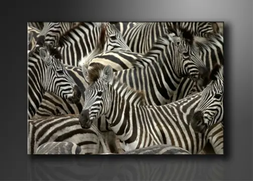 Nieuw canvas schilderij Zebra's 120 x 80 cm