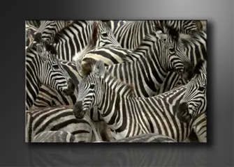 Nieuw canvas schilderij Zebra's 120 x 80 cm