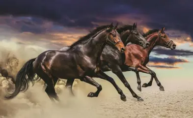 Paarden behang fotobehang * Muurdeco4kids