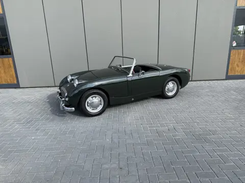 Austin Healey Sprite ( Kikkeroog )