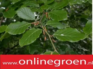 Haagplanten kopen met korting. A Kwaliteit