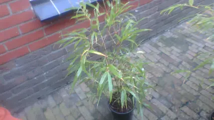 BAMBOE PLANTEN 95 CM HOOG