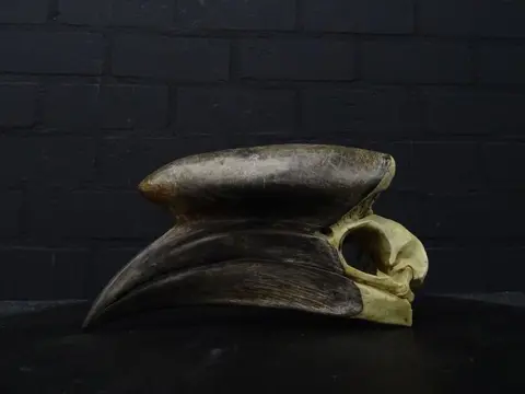Black-casqued Hornbill Skull - - adult male - 20×0×0 cm