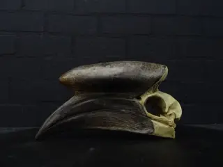Black-casqued Hornbill Skull - - adult male - 20×0×0 cm