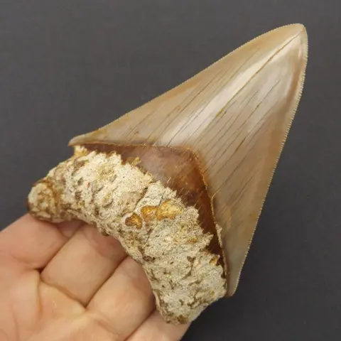 Megalodon Shark - Tooth - Carcharocles megalodon -