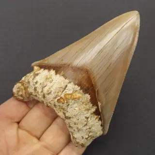 Megalodon Shark - Tooth - Carcharocles megalodon -