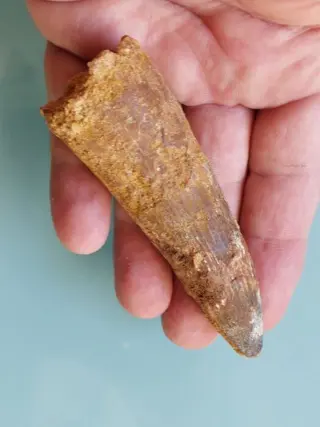 Zeer mooie 100 mm dinotand van spinosauriërs - Tand -